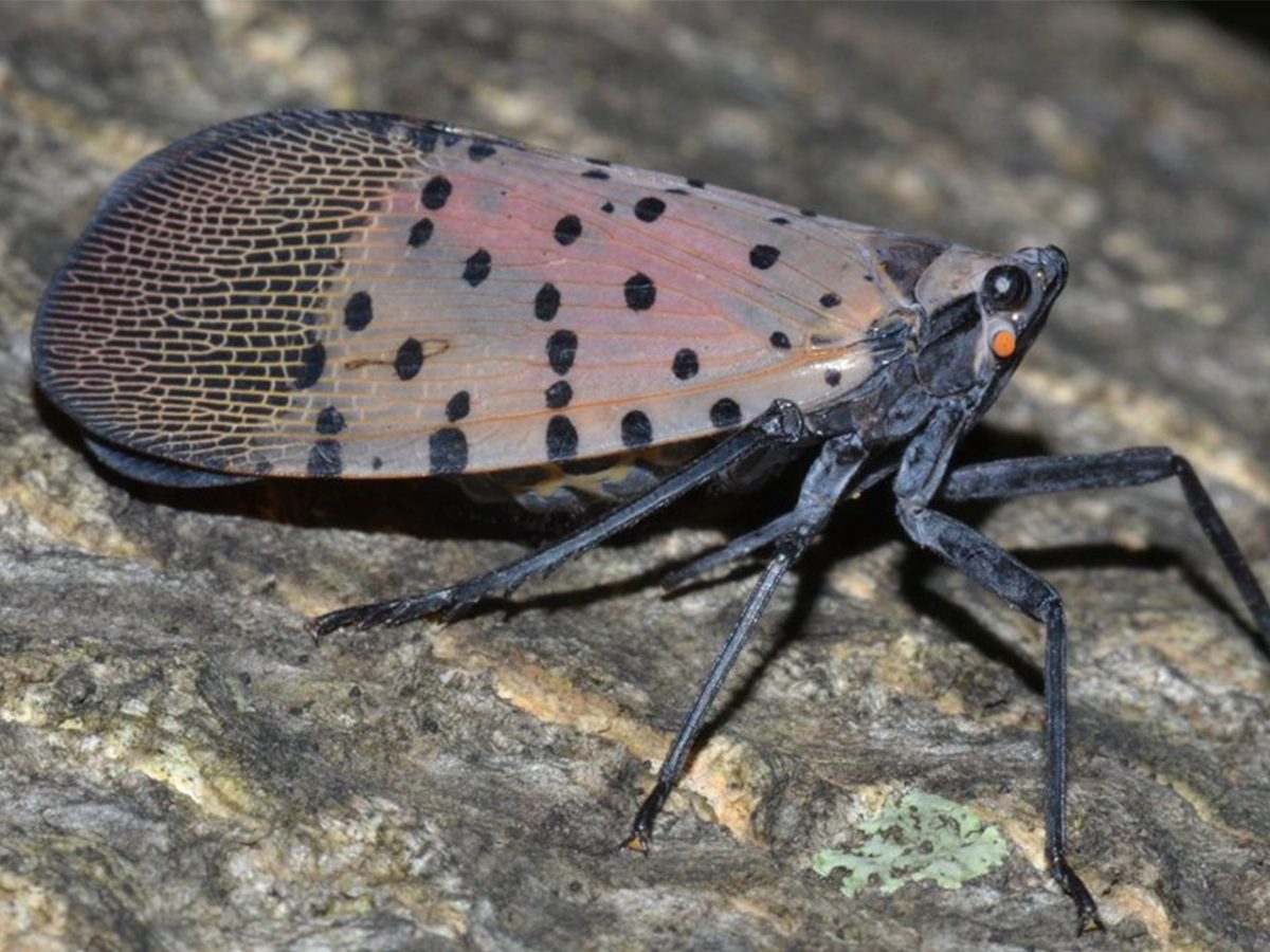 The Spotted Lanternfly